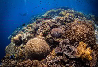 Tubbataha National Park Reef with diver