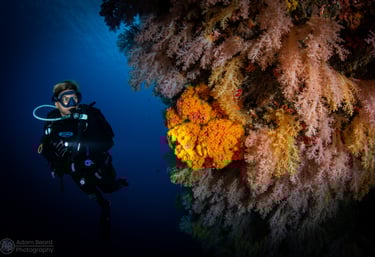 Corals wall with diver in philippines photo by Adam Beard