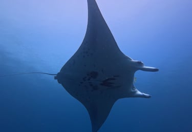 Manta at Manta Bowl in Ticao Pass