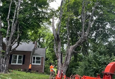 emercency tree removal