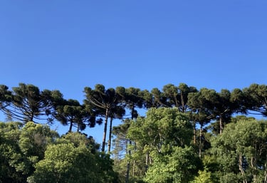 Technical communicator focused on clear and actionable communication