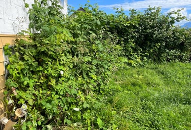 Blackbery removal in maple ridge before