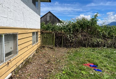 Blackbery removal in maple ridge. After