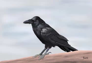 Common Crow perched on a branch