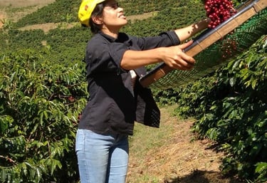 A Colombian coffee farmer sifting fresh red coffee cherries on a hillside plantation.