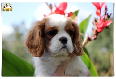 Cavalier King Charles female puppy in Sleepysong Kennel