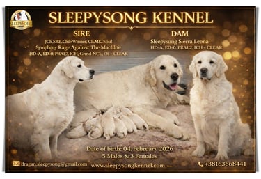 New litter in Sleepysong Kennel 2026. Stud is from Soul Simphony kennel and Dam is our female Sleepysong Sierra Leona