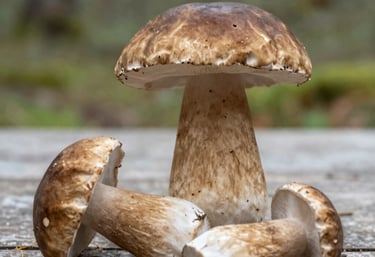 Premium studio photography. A bowl of golden, triangular corn crisps on a soft cream surface. Sprinkles of protein powder and salt are artfully scattered in natural light.