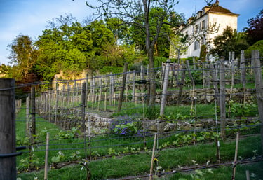 De paris au terroir - Droit vigne et vin