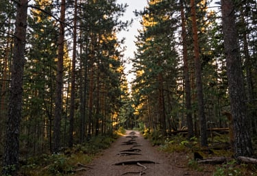 A serene, wide-angle landscape of a Canadian woodland during the golden hour. Tall pines stand tall with light breaking through their branches, illuminating a path of soft earth and roots. The style is respectful of nature's dignity and calm.