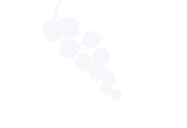 Minimalista fehér sziluett illusztráció egy piros ribizli ágacskáról átlátszó háttér előtt.