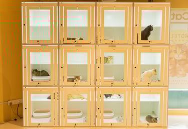Solo cat boarding room at Moly Cat Hotel OUG Parklane KL
