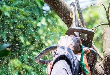 tree trimming services near me 