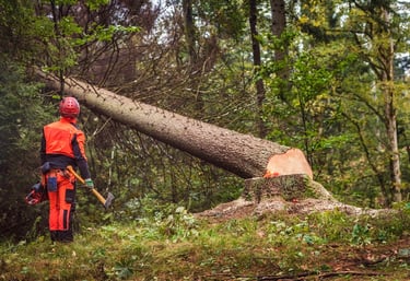 Tree removal services in Mississippi 