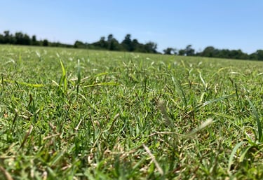 purple nutsedge in bermudagrass