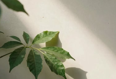 Artistic photography of green leaves dappled in sunlight against a cream wall, minimalist composition, evoking a sense of tranquility and growth.