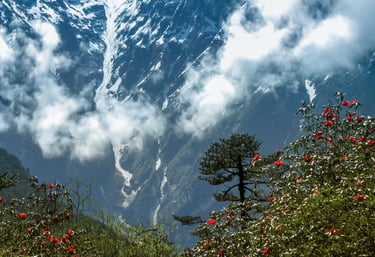 LACHUNG HOMESTAY