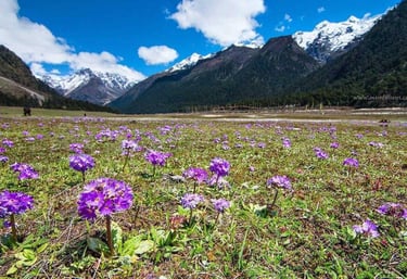LACHUNG HOMESTAY