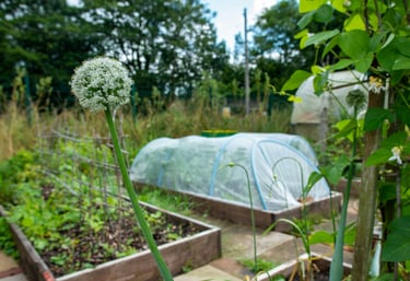 Flowering onion plant in a community allotment garden with raised beds and a hoop house tunnel.