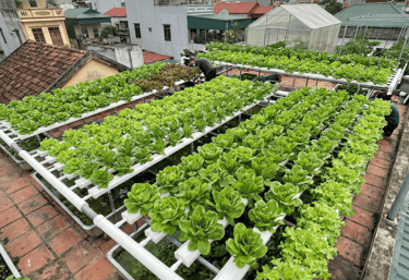 Urban rooftop hydroponic garden growing rows of fresh green lettuce in a city setting