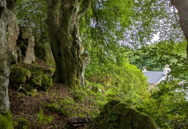 Beech woodland on the Isle of Mull