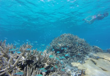 A person snorkeling over a vibrant coral reef with schools of blue tropical fish in clear ocean water.