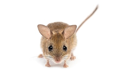 Mouse pest infestation is Weston Hills and Spalding