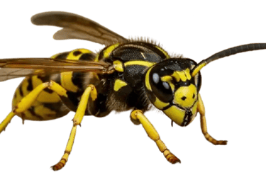 Wasp nest exper removall in Cowbit
