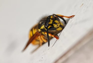 Lone wasp on a flat surface