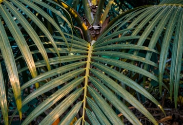 Close-up of healthy green palm oil leaves in a plantation in Indonesia, morning sunlight filtering through, rich teal and gold tones, photography.