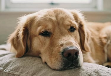 Louis Golden Retriever