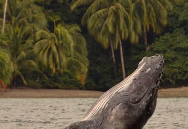 A humpback whale breaching near a tropical coastline with lush palm trees in the background.