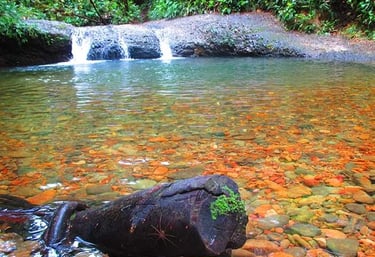 A small jungle waterfall flows into a clear natural pool with a rocky riverbed and a mossy log.