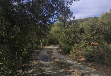 chemin traversant une forêt du Sud de France