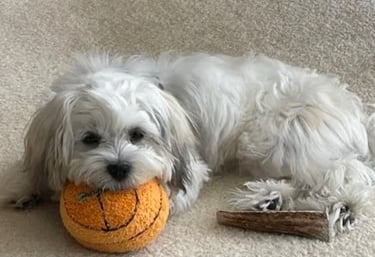 1 year old white MalShi puppy with head laying on orange mini basketball in Humble, Texas 