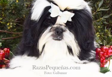 shih tzu