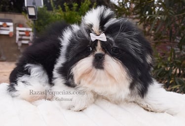 cachorro shih tzu