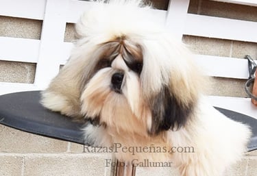 shih tzu pelo largo