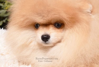 Pomerania