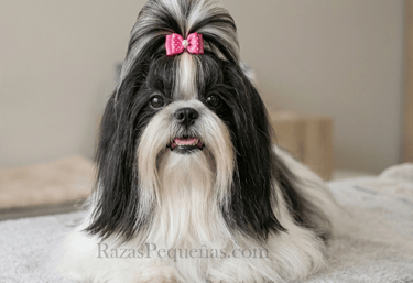 shih tzu blanco y negro