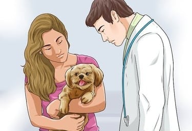 Mal-Shi Puppy Vet Visit