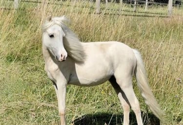 une mini jument palomino amhr