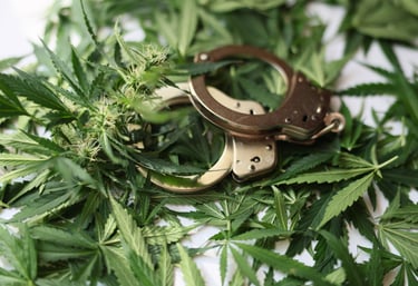 Cannabis pioneers