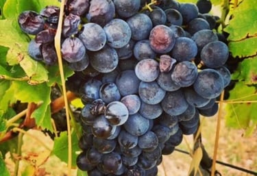 Винный дом Эпино - nvwine.fr