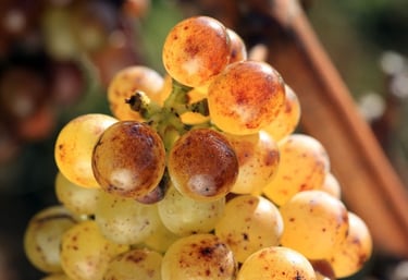 Винодельня Montgilet - nvwine.fr