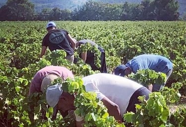 Винодельня Château des Roques - nvwine.fr