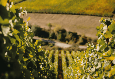 Винодельня Champagne Bonnet - Les Riceys - nvwine.fr