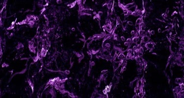 purple black abstract