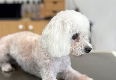 tonte bichon frisé