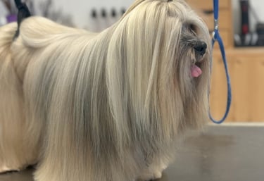 brushing coupe des griffes